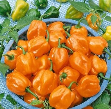 Orange Bell Pepper Capsicum annuum seeds for garden planting