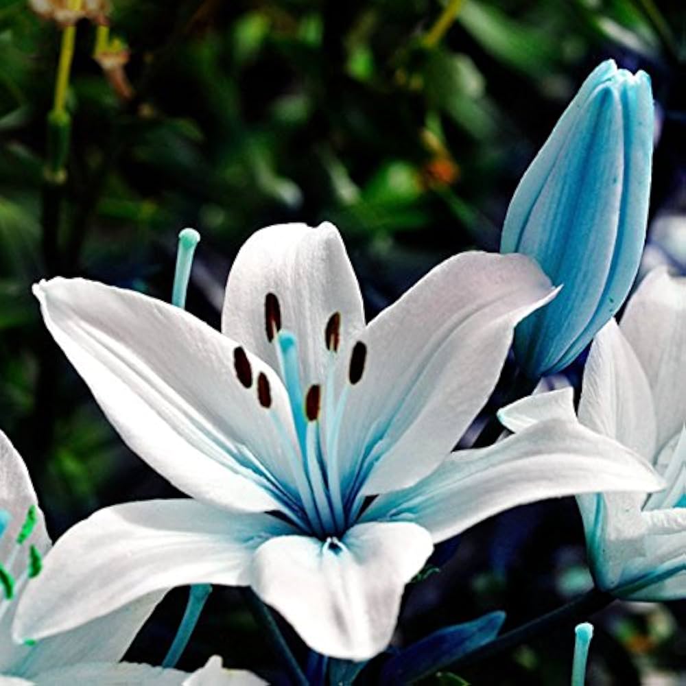 Blue Heart Lily flower grown from seeds with heart-shaped, vibrant blue petals