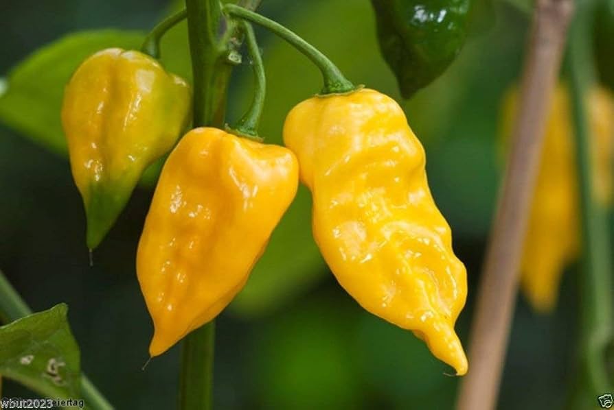 Lemon habanero pepper Capsicum chinense seeds for planting in vegetable garden or warm balcony containers