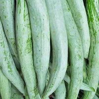 Snake Gourd Chichinda Vegetable Seeds