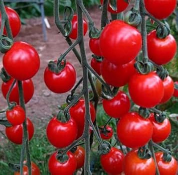 Deep Red Tomato Solanum lycopersicum seeds for garden planting