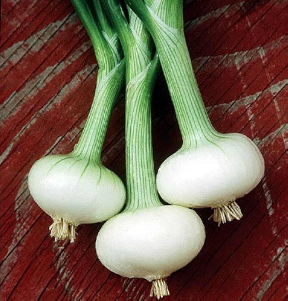 Bianca Di Maggio Onion seeds producing small, flat white onions with a sweet, mild flavor ideal for salads and Italian dishes