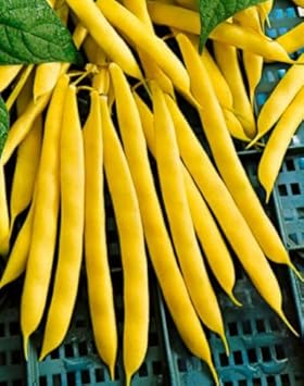 Yellow Bush Bean Phaseolus vulgaris seeds for garden planting