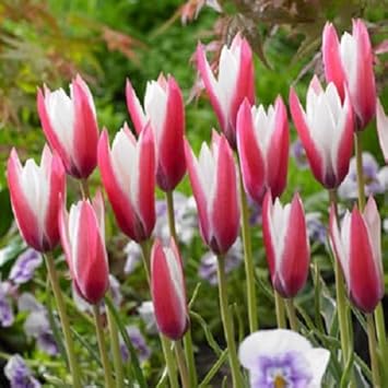 Peppermint Stick Tulip Flower Seeds for Planting – Vibrant, Non-GMO, Heirloom Tulips - Stick for planting in home garden