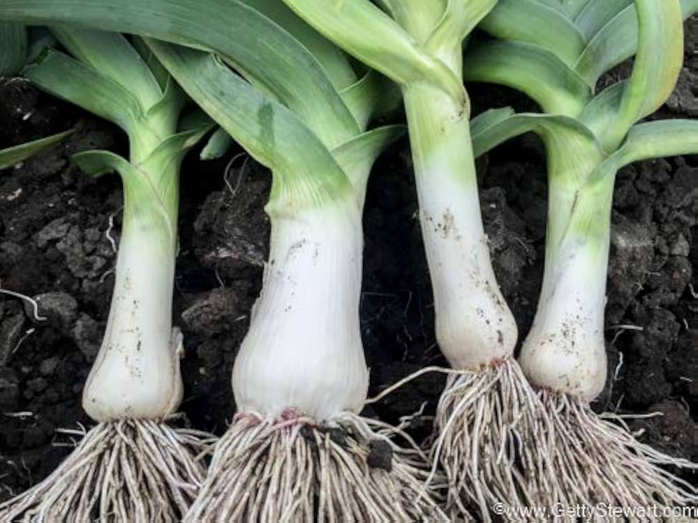 Giant Garlic Green Onion Leek Vegetable Seeds