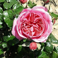 Rosa Damascena Seeds for Planting – Organic, Heirloom, Non-GMO Aromatic Flower Seeds