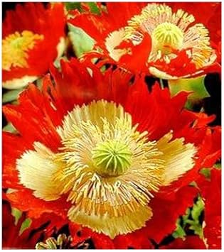 Heirloom Non-GMO Red Yellow Danish Flag Flower Seeds for Vibrant Garden Displays and Seasonal Planting