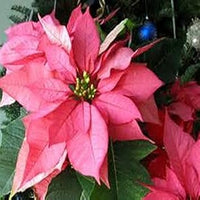 Non-GMO (Non-GMO scientific name) for planting in garden