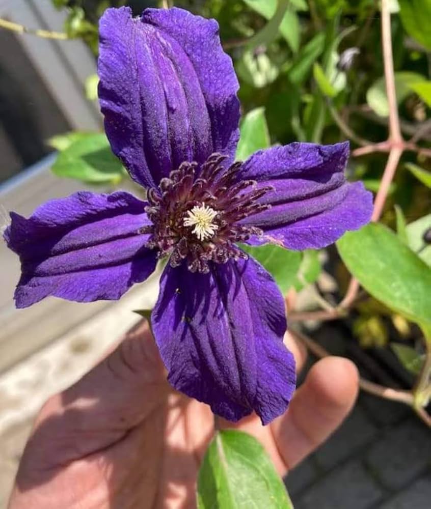 Clematis Florida Thunb Violet Climbing Flower Seeds