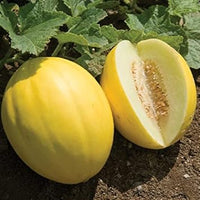 HAMI Melon Fruit Seeds Yellow 100 pcs