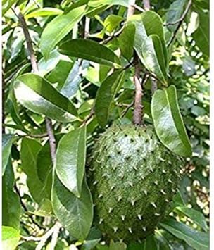 Red Myrica Fruit Seeds