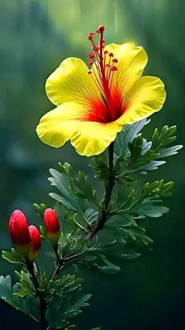 Giant Yellow Hibiscus Flower Seeds – Balcony & Potted Plant