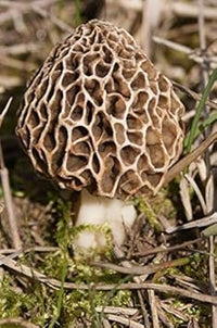 Morel Mushroom Seeds for Planting, Brown, 100 pcs