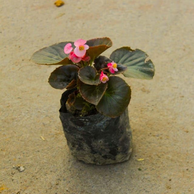 Mixed Begonia Flower Seeds for Home & Garden