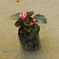 Mixed Begonia Flower Seeds for Home & Garden