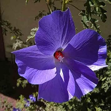 Violet Hibiscus Seeds for Planting – Organic, Heirloom, Non-GMO Flower Seeds