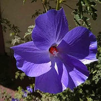Violet Hibiscus Seeds for Planting – Organic, Heirloom, Non-GMO Flower Seeds