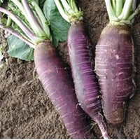 Radish Seeds for Planting, Violet, 100 pcs