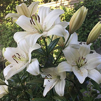 White Velvet Lily Perennial Flower Seeds