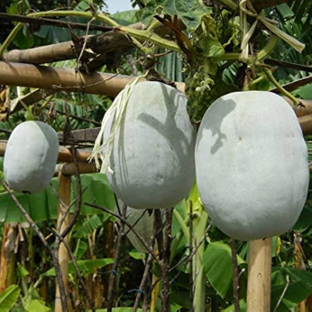Wax Gourd Benincasa hispida Vegetable Seeds for Planting Wax Pumpkin Melon in Kitchen Garden