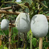 Wax Gourd Benincasa hispida Vegetable Seeds for Planting Wax Pumpkin Melon in Kitchen Garden