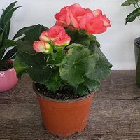 Mixed Begonia Flower - for planting in home garden
