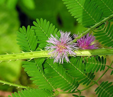 Mimosa Pudica Seeds Sensitive Plant Seeds for Planting in Educational Gardens and Pots