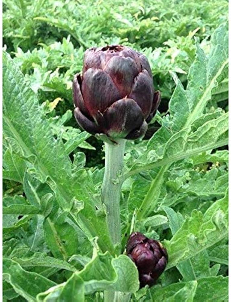 Colorado Star – Artichoke Seed