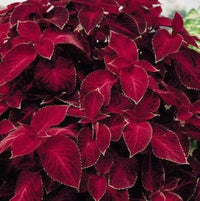 Heirloom Non-GMO Maroon Coleus Plant Seeds for Planting – Colorful Foliage Garden Seeds - Non-GMO for planting in home garden