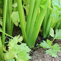 Celery Seeds for Garden Plants