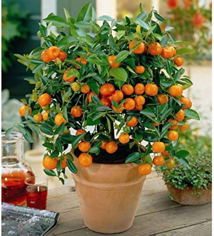 Mandarin Orange Citrus Edible Plant Seeds