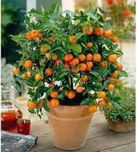 Mandarin Orange Citrus Edible Plant Seeds