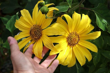 Daisy Flower Seeds for Indoor & Garden Planting