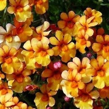 Organic Yellow Nemesia Flower Seeds for Planting – Heirloom, Non-GMO