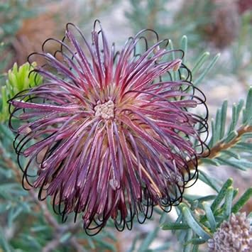 Violet Banksia Plant Seeds, Heirloom, Non-GMO Seeds for Planting