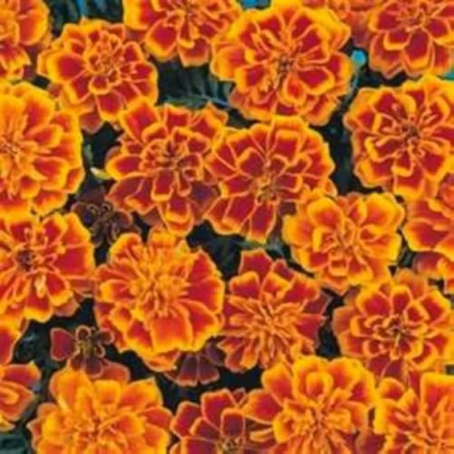 Tall (Multicolor Marigold flower) for planting in garden