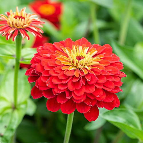 Zinnia (Zinnia scientific name) for planting in garden
