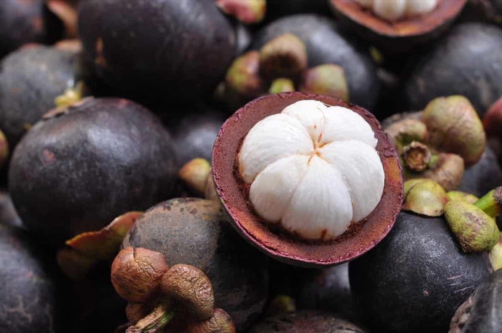 Mangosteen Fruit Seeds for Planting - Growing Sweet & Exotic Tropical Fruits, GMO Free
