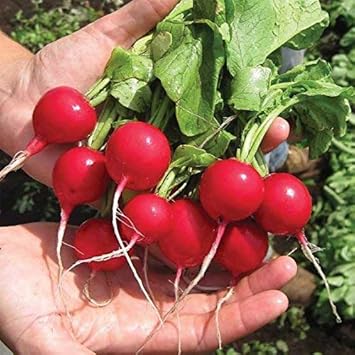 Radish Seeds for Planting, Red, heirloom & Non-GMO Seeds