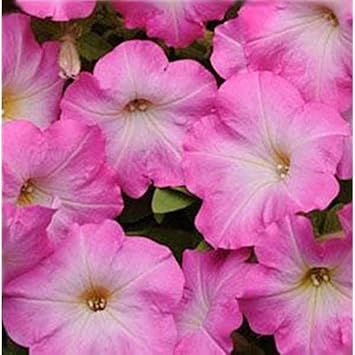 Pink & White Petunia Flower Seeds for Planting - Heirloom, NON-GMO, Easy to Grow Garden Blooms for planting in home garden