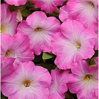 Pink & White Petunia Flower Seeds for Planting - Heirloom, NON-GMO, Easy to Grow Garden Blooms for planting in home garden