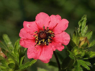 Hardy Scarlet Cinquefoil seeds – vibrant red perennial ground cover flowers