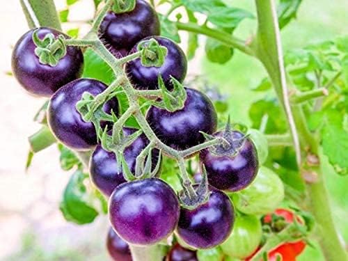 Giant Tomato Seeds Purple Easy to Grow
