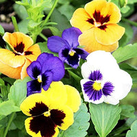 Heirloom Pansy Flower Seeds for Planting, Non-GMO