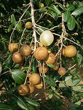 Longan Fruit Seeds for Planting – 50 Seeds 100 pcs