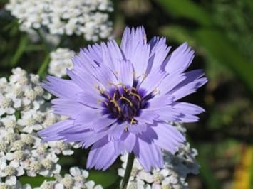 Organic Heirloom Non-GMO Blue Catananche Seeds for Planting – Garden Love-in-a-Mist