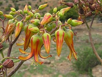 Orange Green Velutina Seeds for Planting heirloom & Non-GMO Seeds