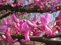 Heirloom Non-GMO Pink Cercis Siliquastrum Flower Seeds – Ornamental Tree Blooms for Garden Planting