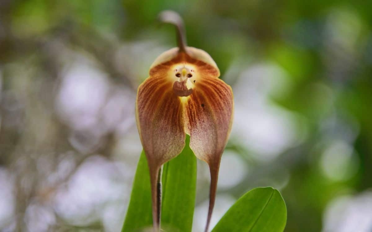 Heirloom Non-GMO Monkey Orchid Flower Seeds for Planting – Rare Dracula Simia Exotic Blooms - Non-GMO for planting in home garden