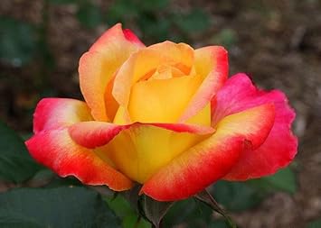 Yellow Pink Rose Plant Seeds for Planting Non-GMO Heirloom Garden Seeds for Growing Beautiful Flowers